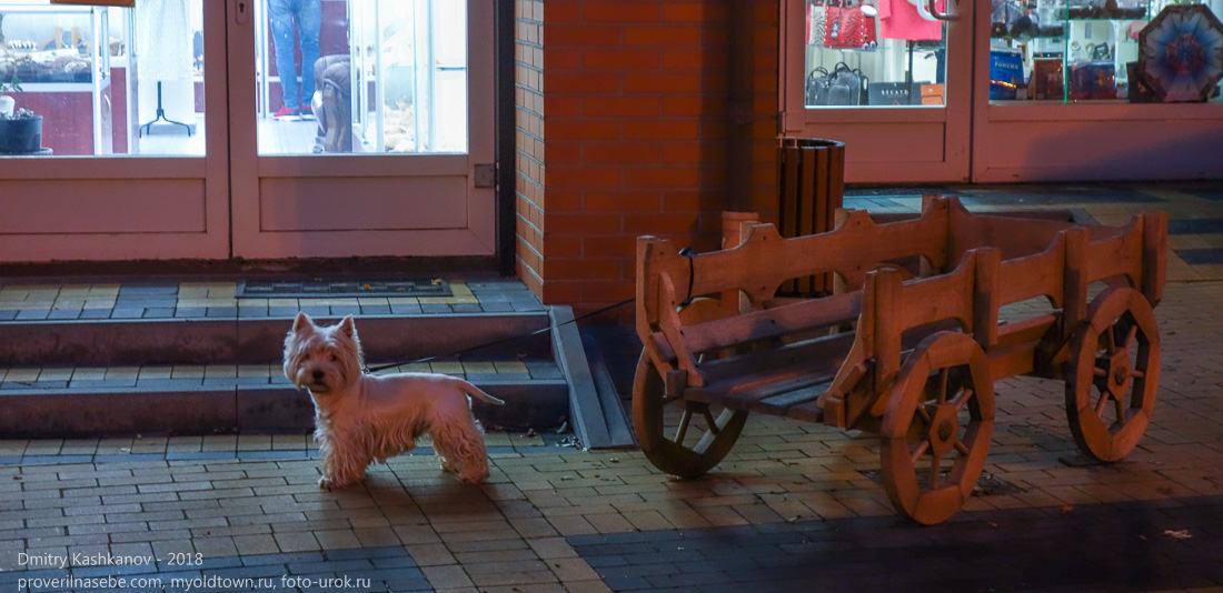 Вечерний Зеленоградск. Собачка ждет хозяина у магазина