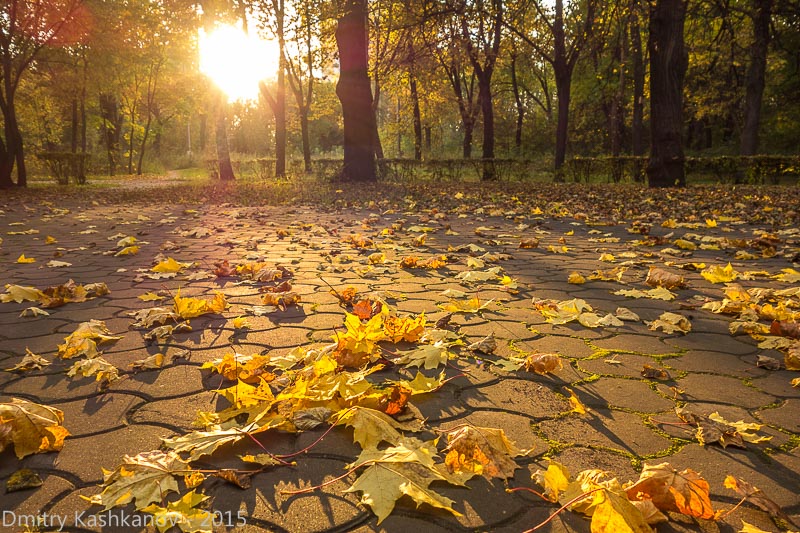 Осенние листья. Вот бы снова стать зелеными! Автозаводский парк