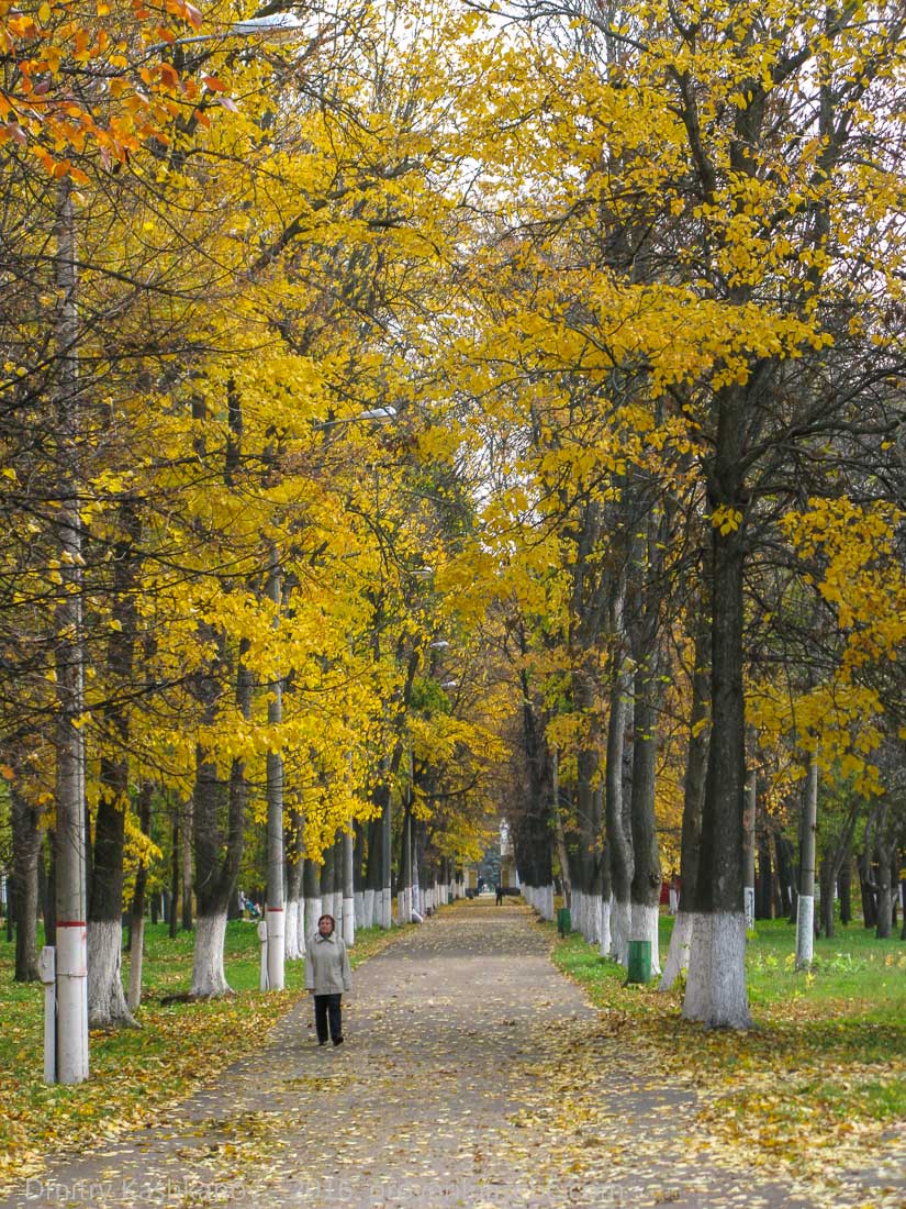 Аллея парка в желтых листьях. Фото
